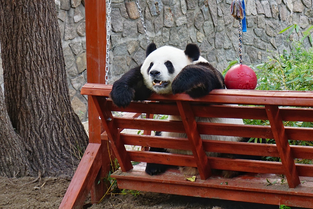 成都熊猫降1.30万 最低仅售2.89万