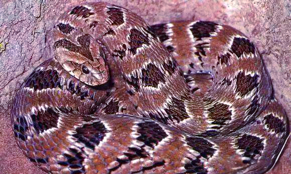 受蛇类启发 北理工研究人员新转换器为普通摄像头带来4K红外成像功能受蛇类启发 北理工研究人员新转换器为普通摄像头带来4K红外成像功能