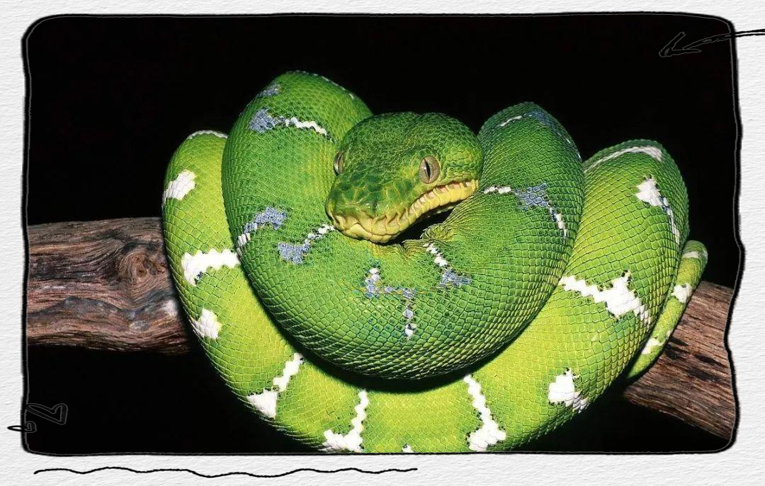 受蛇类启发 北理工研究人员新转换器为普通摄像头带来4K红外成像功能受蛇类启发 北理工研究人员新转换器为普通摄像头带来4K红外成像功能